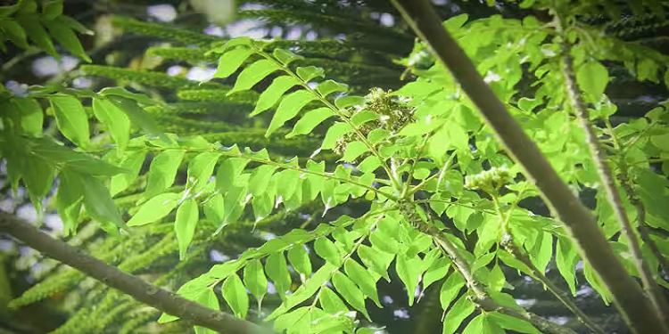 Kadi Patta Curry Leaves