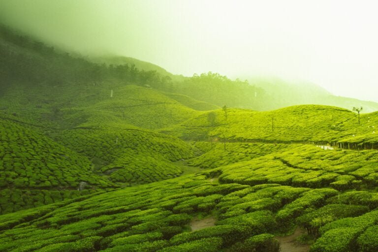 Tea Bagan