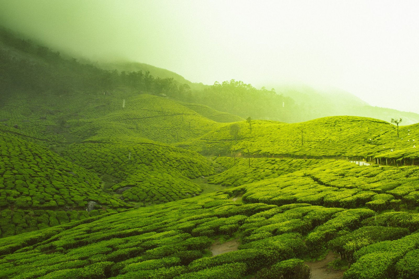 Tea Bagan