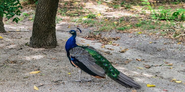 Zoological Park
