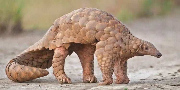 World Pangolin Day 2024