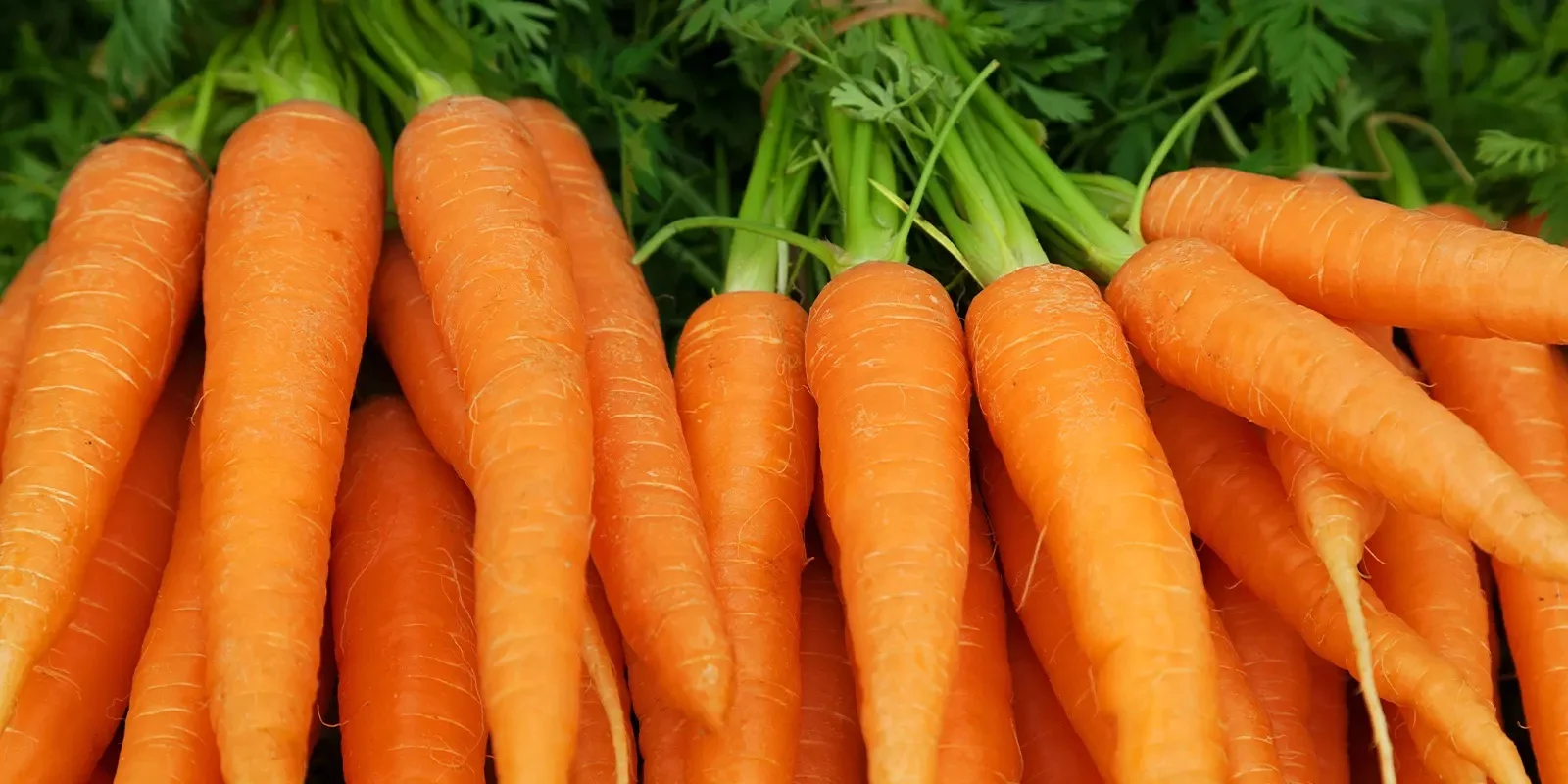 The Benefits and Risks of Consuming Carrots