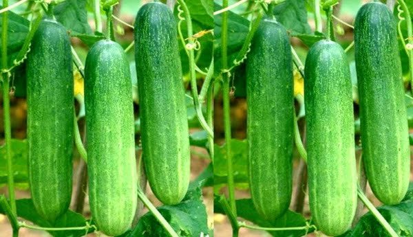 Cucumber
