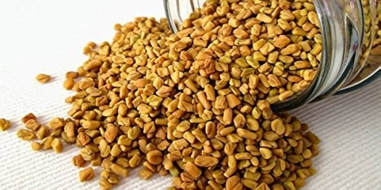 Fenugreek (Methi)