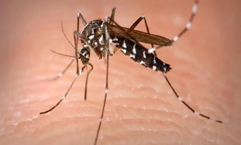 Dengue