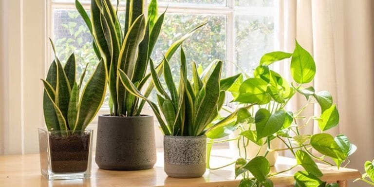 Air-Purifying Plants Recommended by NASA