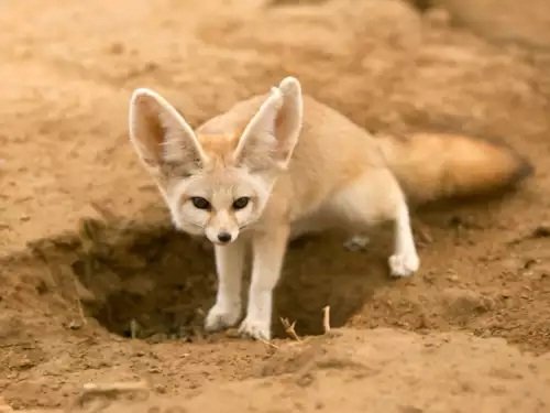 Nature’s Survivors: 6 Animals That Don’t Drink Water